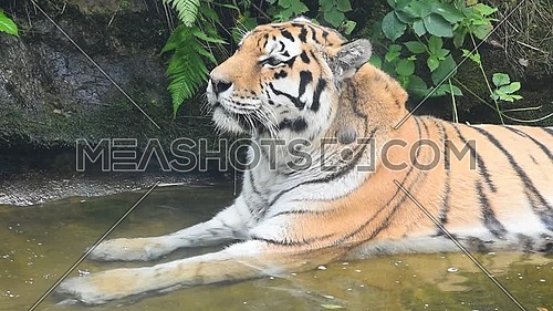 Close up side profile portrait of one mature Amur Siberian tiger male resting in water, looking away and at camera, low angle view