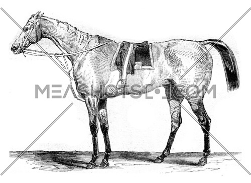 Thoroughbred racehorse, vintage engraved illustration. Magasin Pittoresque 1845.