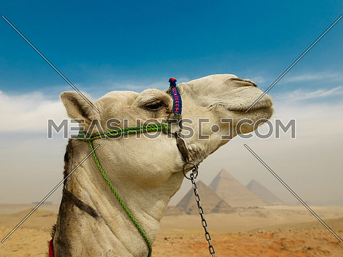 camel in desert with giza pyramids in background