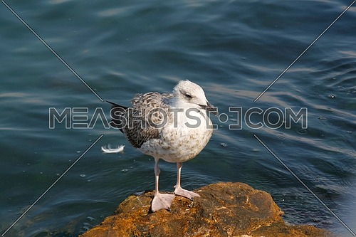 Seagull by the shore standing on a rock