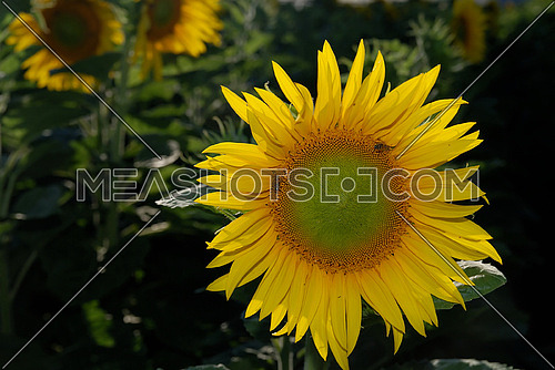 sunflower at sunny day   (NIKON D80; 6.7.2007; 1/125 at f/7.1; ISO 100; white balance: Auto; focal length: 50 mm)