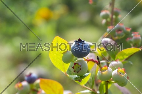 Single ripe blueberry in a cluster or ripening berries on a bush outdoors in summer sunshine in close up with copyspace
