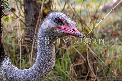 The common ostrich, Struthio camelus, or simply ostrich, is a species of large flightless bird native to Africa.