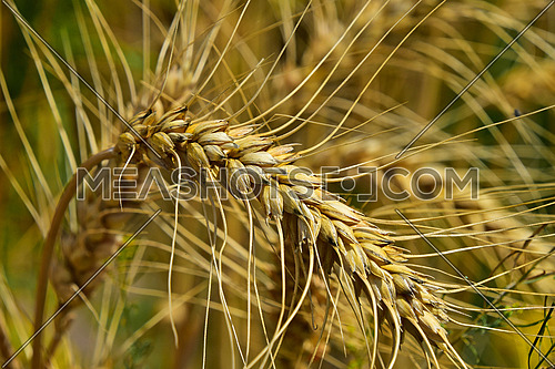 One ripe mature wheat ear head close up with other mature and green spikes in background