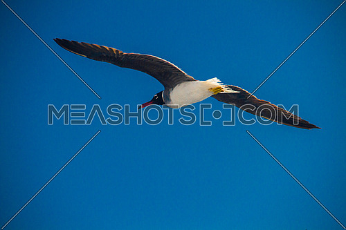Seagull flying over the red sea in Egypt