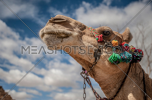 a low angle shot of a camel against blue sky and clouds