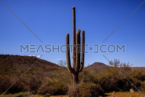 Scenic view of Phoenix Arizona desert in South Mountain with saguaro cactus