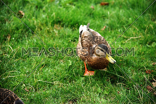 A duck strolling on the grass