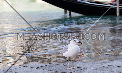 Seagull by the canal in Venice