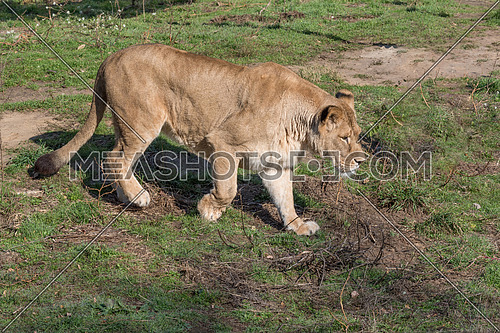 African lion on nature background. Wild Animals