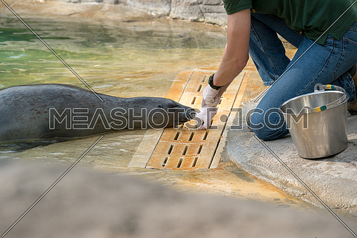 The Zookeeper working with a seal, 