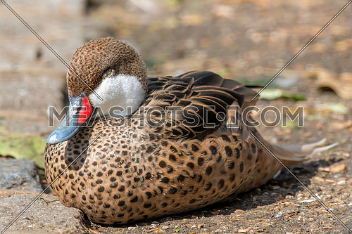 White-cheeked pintail (Anas bahamensis), also known as the Bahama pintail.