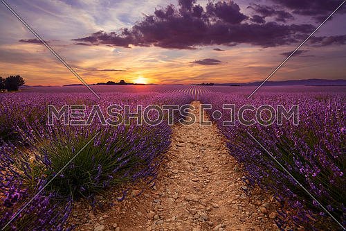 Purple blooming lavender field of Provence, France, at sunset with beautiful scenic sky