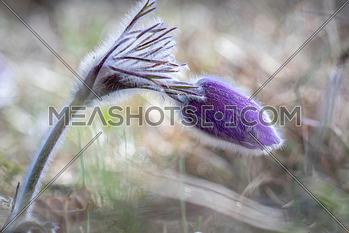 Wild Spring Pulsatilla patens, Easter pasqueflower, prairie crocus, and cutleaf anemone in spring forest