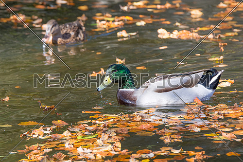 Mallard Ducks. Close-up of a Mallard Duck (Anatidae) at the Lake.Animals in the wild