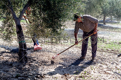 Jaen, Spain - yanuary 2008, 23: Farmer during the campaign of olive in a field of olive trees, farmer accumulating olives with a rake, take in Jaen, Spain