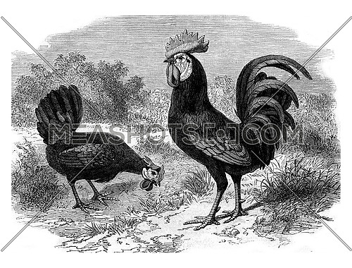 Rooster and Hen Andalusian, vintage engraved illustration. Magasin Pittoresque 1880.