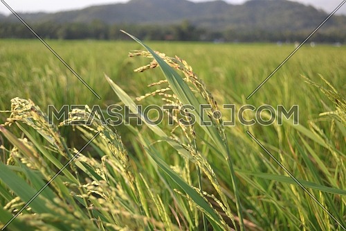 Growing Rice Plants With Green Leaves In The Field With Afternoon Light