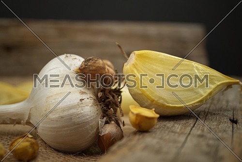 Elephant garlic (Allium ampeloprasum) bulb with corms and separated cloves prepared for planting on a rustic wooden board