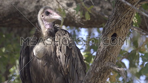 View of a Hooded Vulture facing the camera