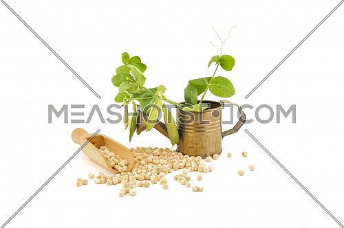 Chickpea food still life with fresh plant with pods in a small watering can and dried peas spilling from a wooden scoop isolated on a white background
