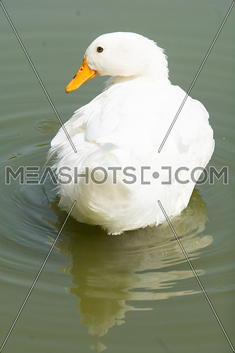 A white Duck swimming in calm waters