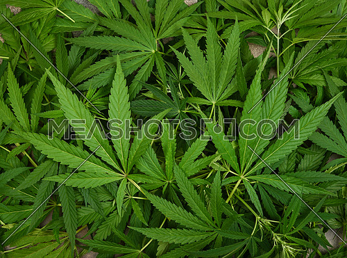 Close up background of many fresh green cannabis or hemp leaves, elevated top view, directly above