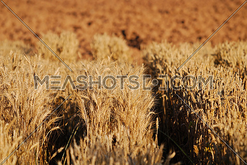 wheat and blue sky   (NIKON D80; 6.7.2007; 1/200 at f/6.3; ISO 100; white balance: Auto; focal length: 230 mm)