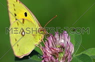 Yellow, green and pink butterfly on a purple flower macro video footage