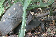 Red-footed tortoises mating