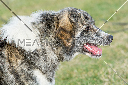Karakachan dog portrait. The Bulgarian Shepherd dog  in the park.