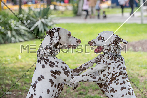 Two young beautiful Dalmatian dogs playing outdoor