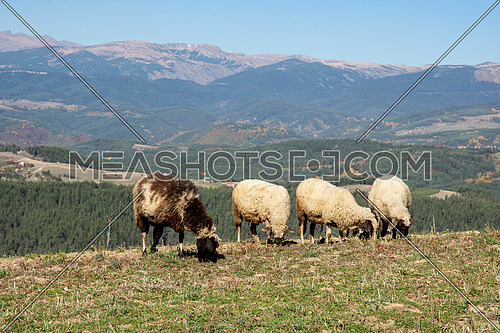 Sheeps standing in a meadow mountain hill. View of sheeps in the countryside. Green fields in the mountains with grazing sheep and blue sky
