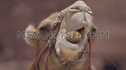 Extreme close up of a camel while chewing