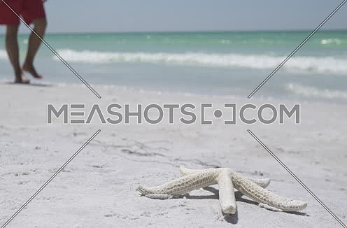 starfish on a sandy beach