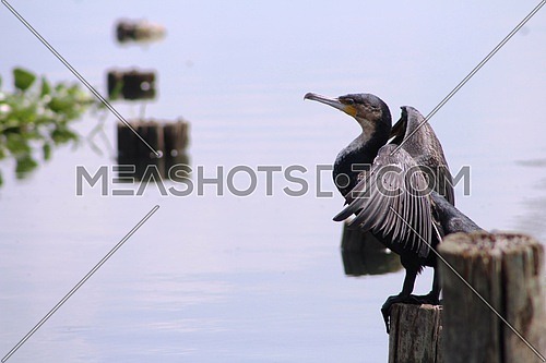 A great cormorant Bird by the river