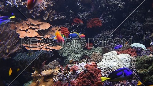 Underwater panorama, vivid colorful multicolor small and big tropical see fishes in aquarium with corals, algae weed and grass, close up