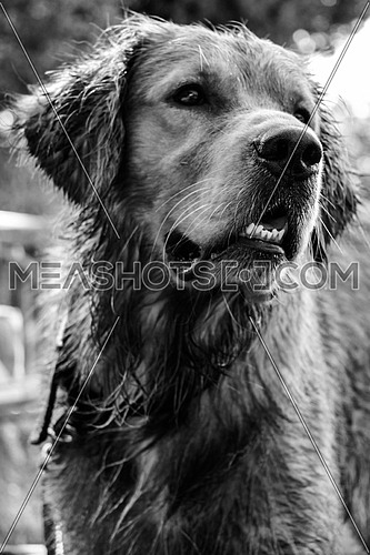Golden Retriever Dog Portrait