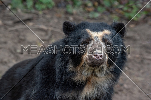 Spectacled bear (Tremarctos ornatus), also known as the Andean bear. Wildlife animal.