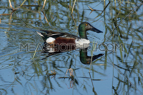 Northern shoveler (Anas clypeata) or shoveller can be recognised on its spatulate bill. It is a common and widespread duck. It breeds in northern areas of Europe and Asia and across most of North America.