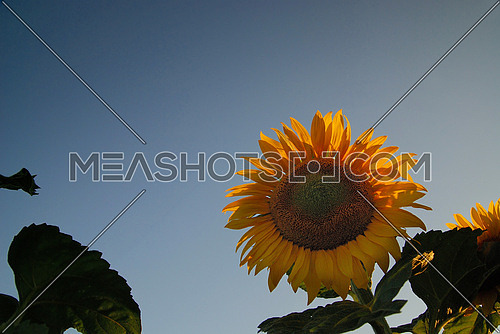 sunflower at sunny day   (NIKON D80; 6.7.2007; 1/100 at f/8; ISO 400; white balance: Auto; focal length: 18 mm)