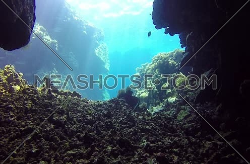  Follow Shot for a coral colony underwater at Red Sea