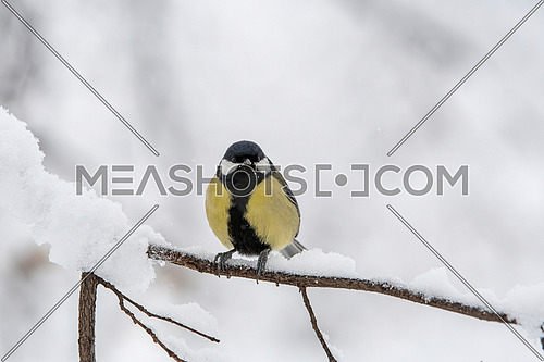 Cute Great tit (Parus major) bird in yellow black color sitting on tree branch in winter