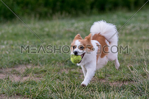 Mini Spitz running with a ball