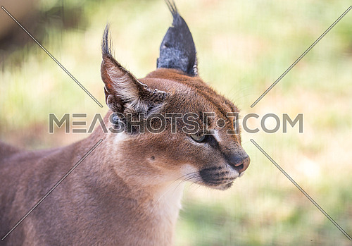 Caracal or African Lynx with pointed tufted ears
