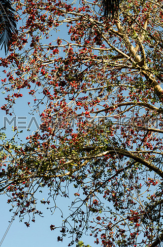 a tree full of red leafs and flowers