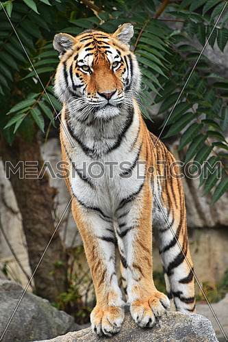 Close up full length front portrait of one young Siberian tiger (Amur tiger, Panthera tigris altaica) standing on the rock and looking at camera, low angle view