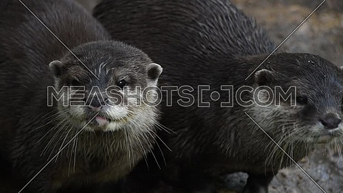 Close up view of several small river otters running and screaming, looking at camera and away, in zoo enclosure, high angle view