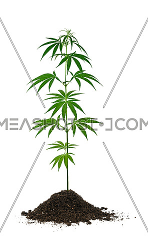 Close up one small fresh green cannabis or hemp plant growing out of soil heap isolated on white background, low angle side view