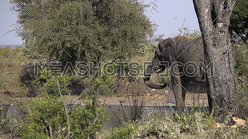 Scene of a bull elephant behind a tree at a waterhole